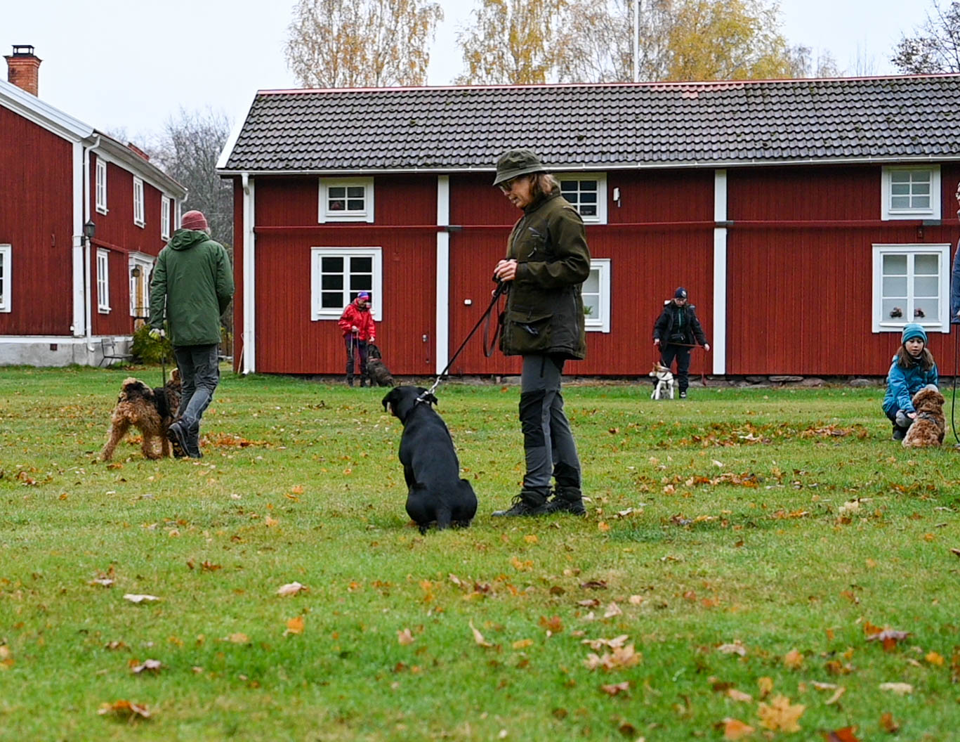 Träning med hundar på Finnsjöstrand