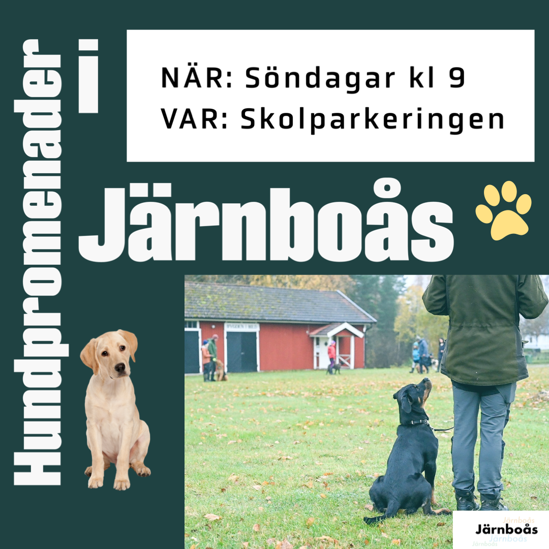 Hundpromenader i Järnboås vårterminen -24