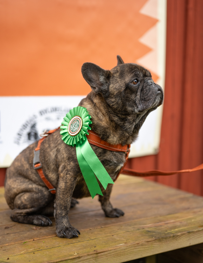 Fransk bulldog på Hundens dag i Järnboås