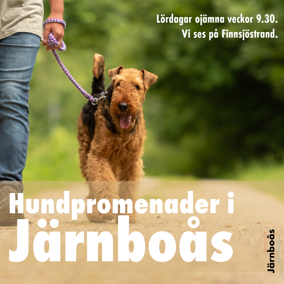 Hundpromenader i Järnboås ht-24