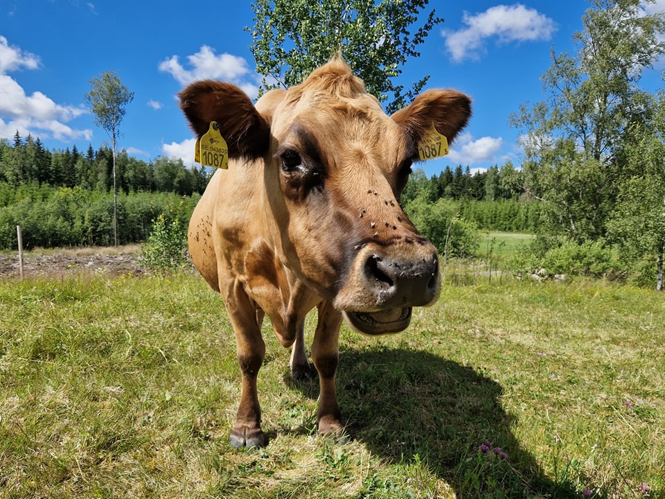 Smålandstorps gård säljer köttlådor